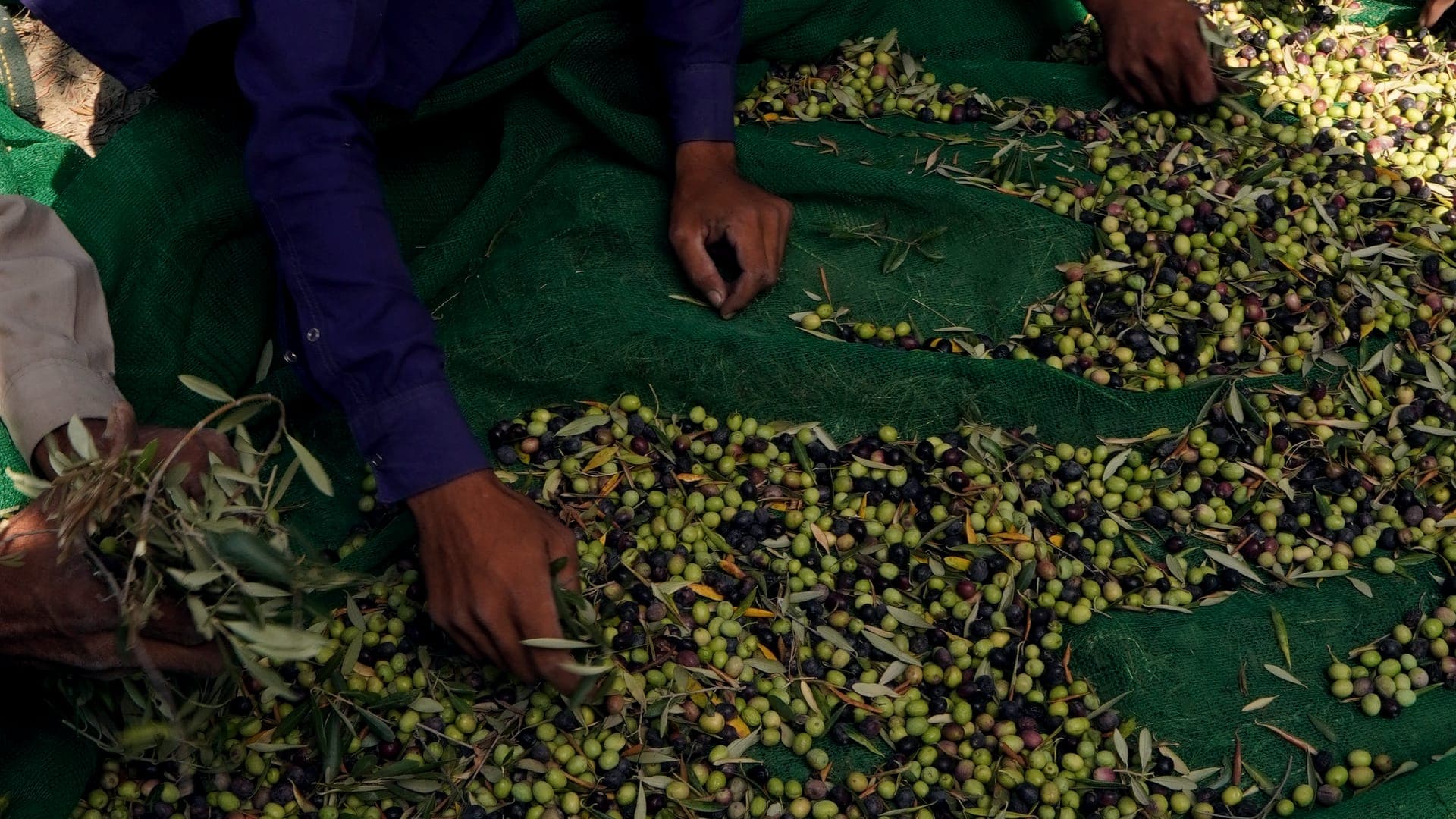 Hands sorting a heap of just-picked olives on the harvest nets