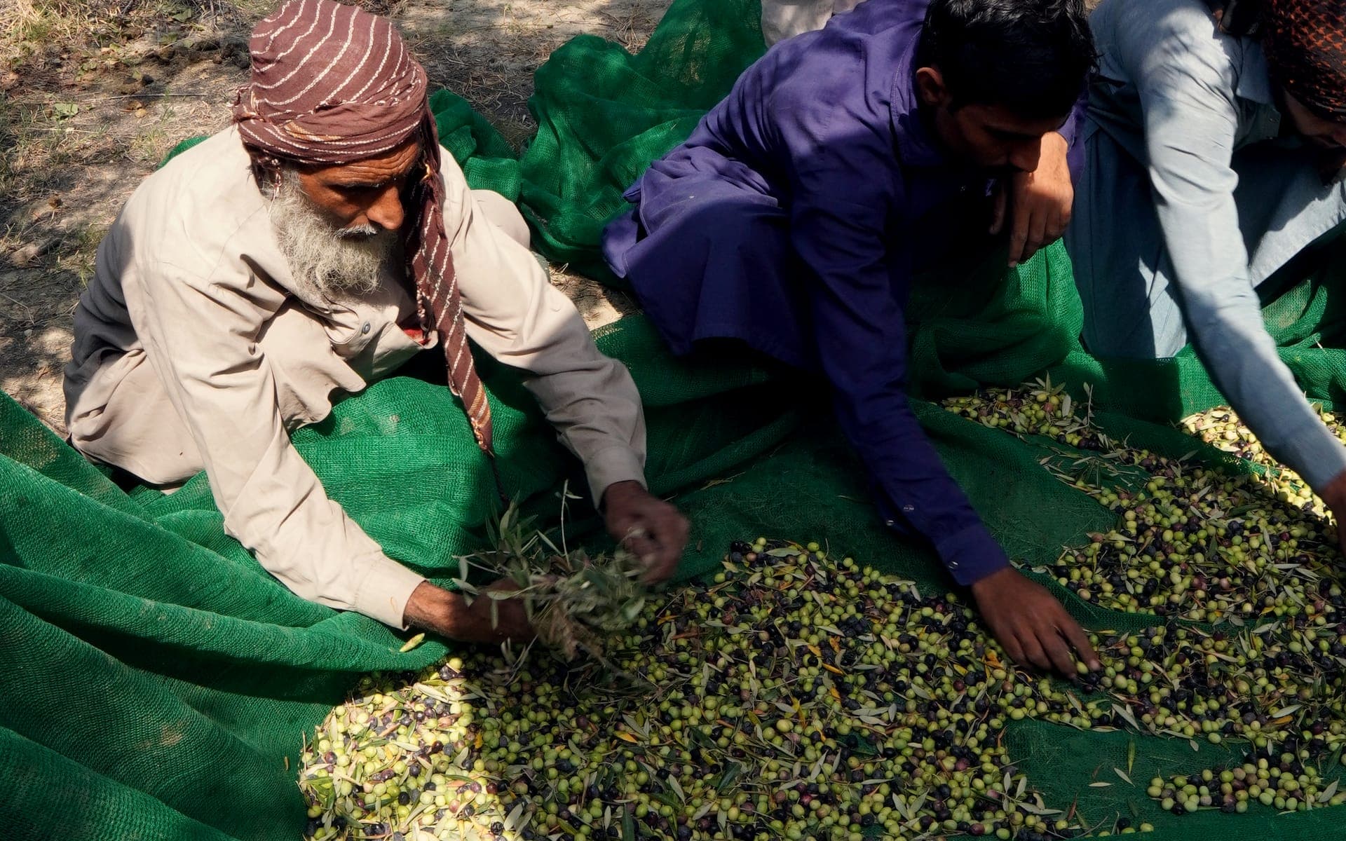 The harvest crew gathering olives on green nets under the trees at the Meshak estate