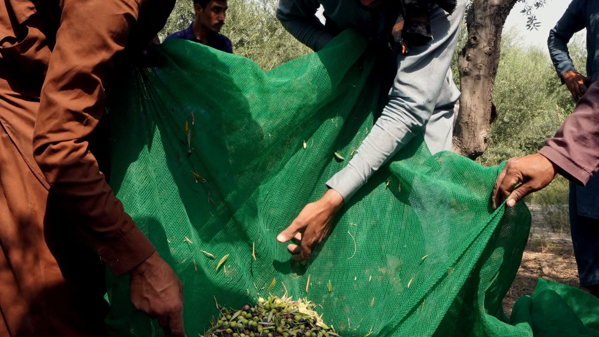 The harvest crew lifting green nets heavy with olives at the Meshak estate