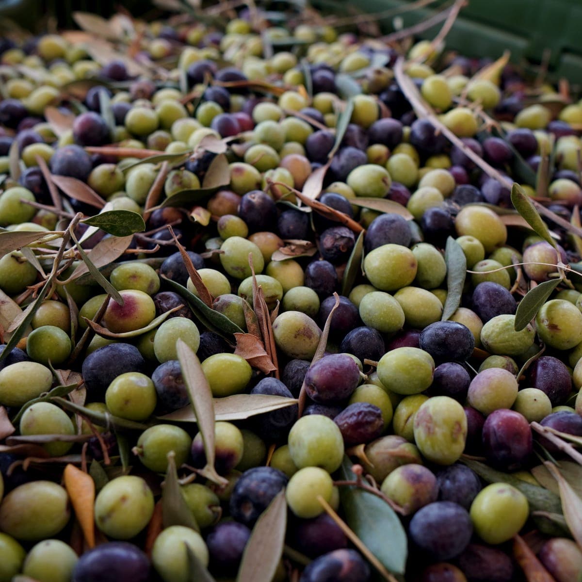 A crate of freshly picked Arbequina olives at the Meshak estate