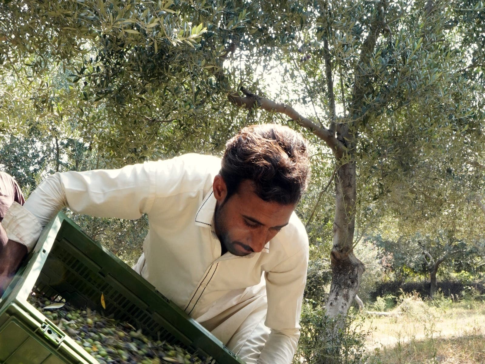 A crate of just-picked olives being poured between harvest crates in the grove