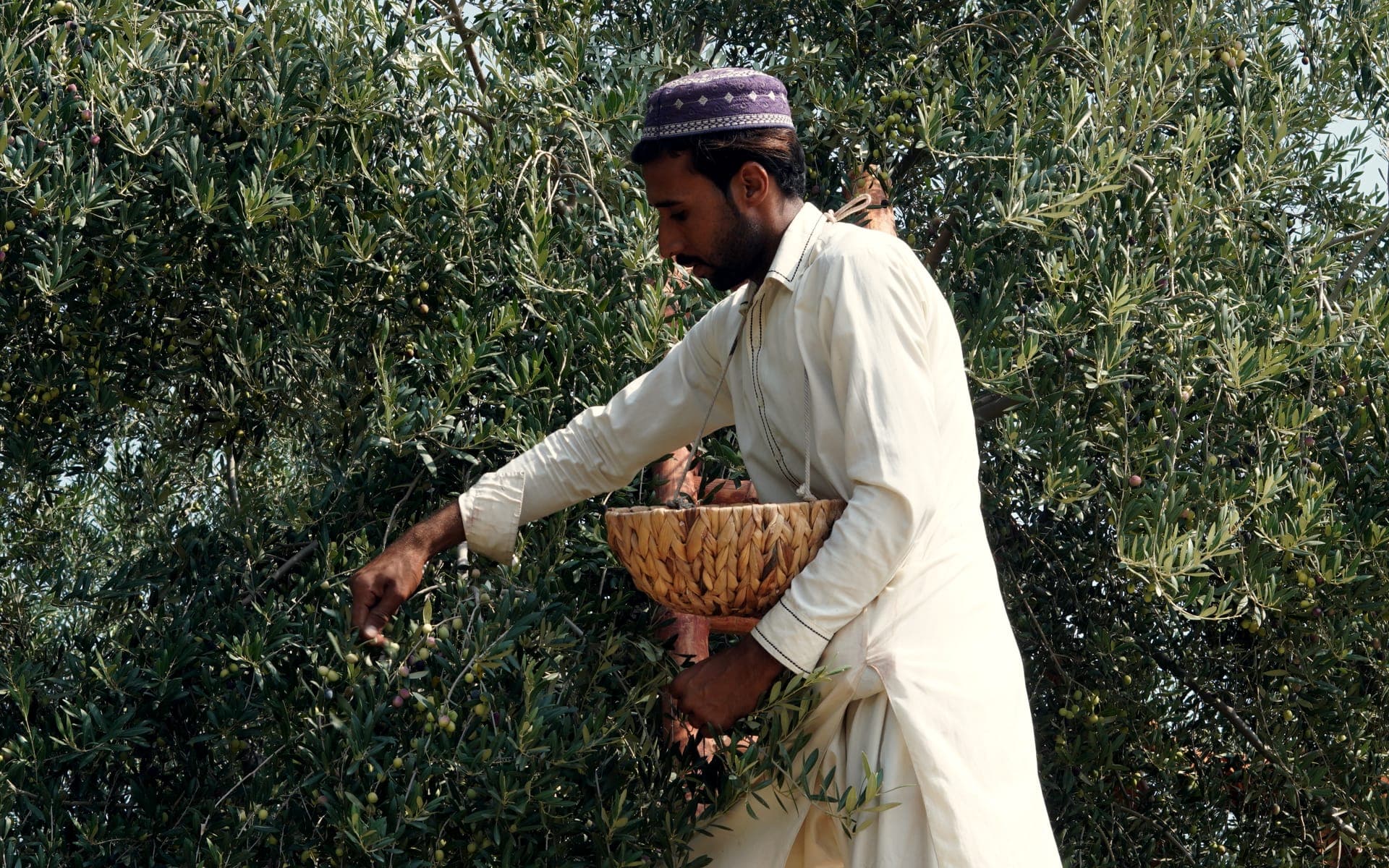 A family member picking olives by hand into a woven basket in the Meshak grove at Mardan