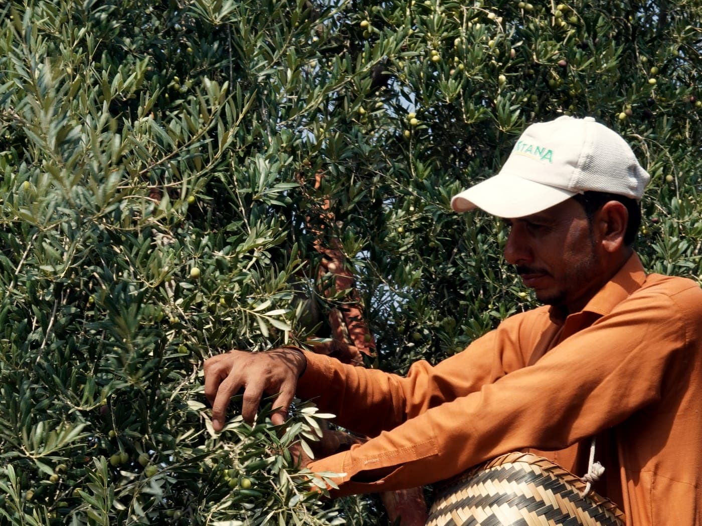 A picker working a branch with a woven basket slung at his side in the Mardan grove